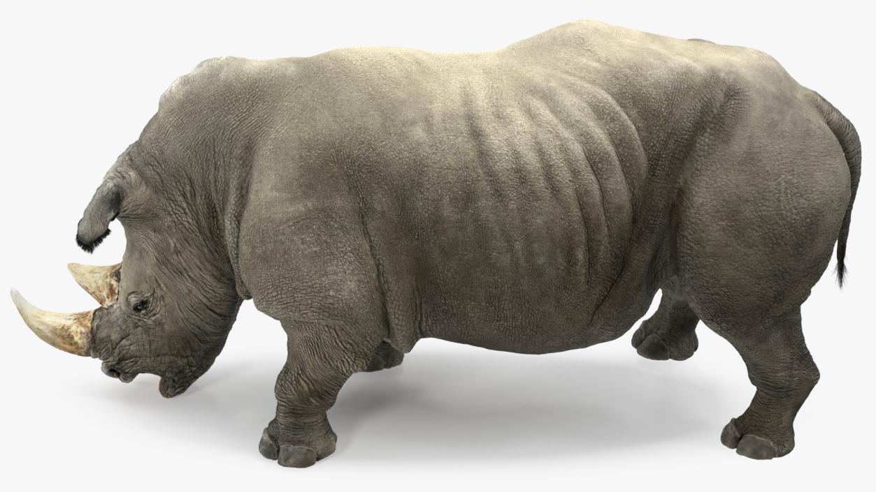 Adult Rhino Drinking Pose Fur 3D model