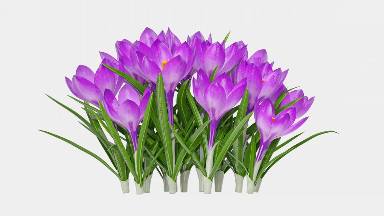 3D model Flowering Plants Collection 11