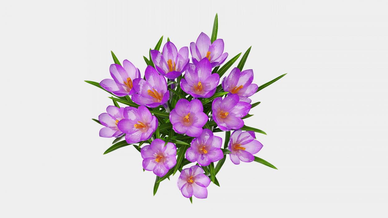 3D model Flowering Plants Collection 11