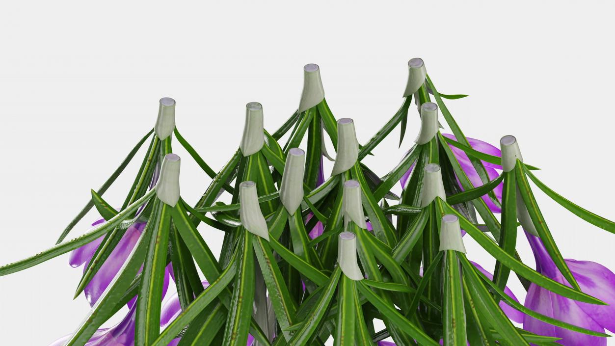 3D model Flowering Plants Collection 11