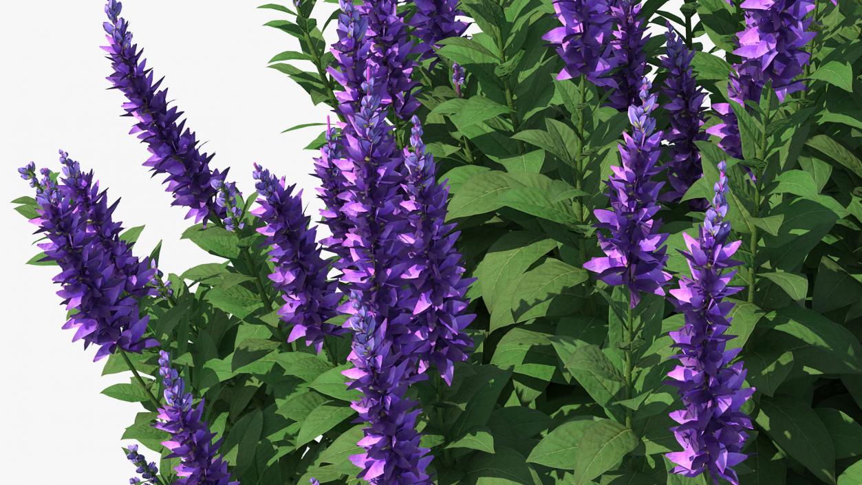 3D model Flowering Plants Collection 11