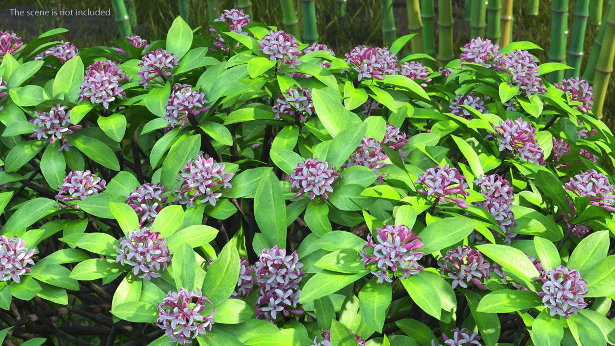 3D Daphne Odora Evergreen Shrub with Flowers