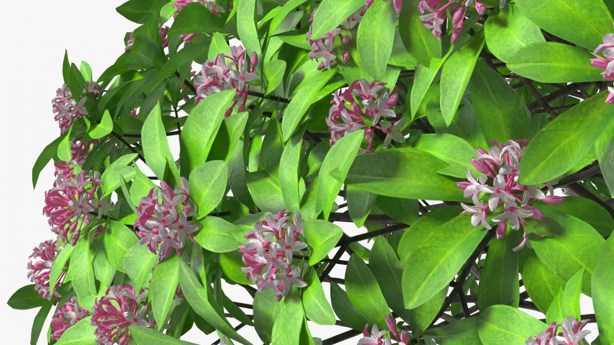 3D Daphne Odora Evergreen Shrub with Flowers