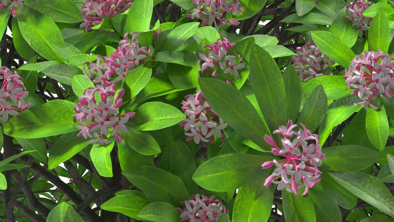 3D Daphne Odora Evergreen Shrub with Flowers