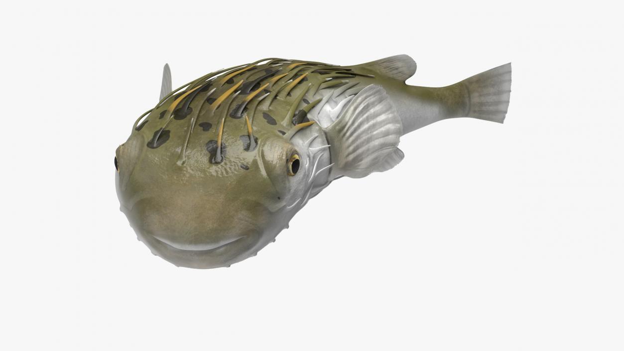 Puffer Fish Rigged for Maya 3D