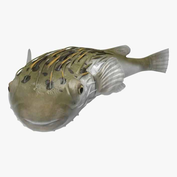 Puffer Fish Rigged for Maya 3D