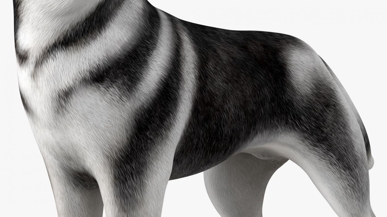 Siberian Husky Black Standing Pose 3D model