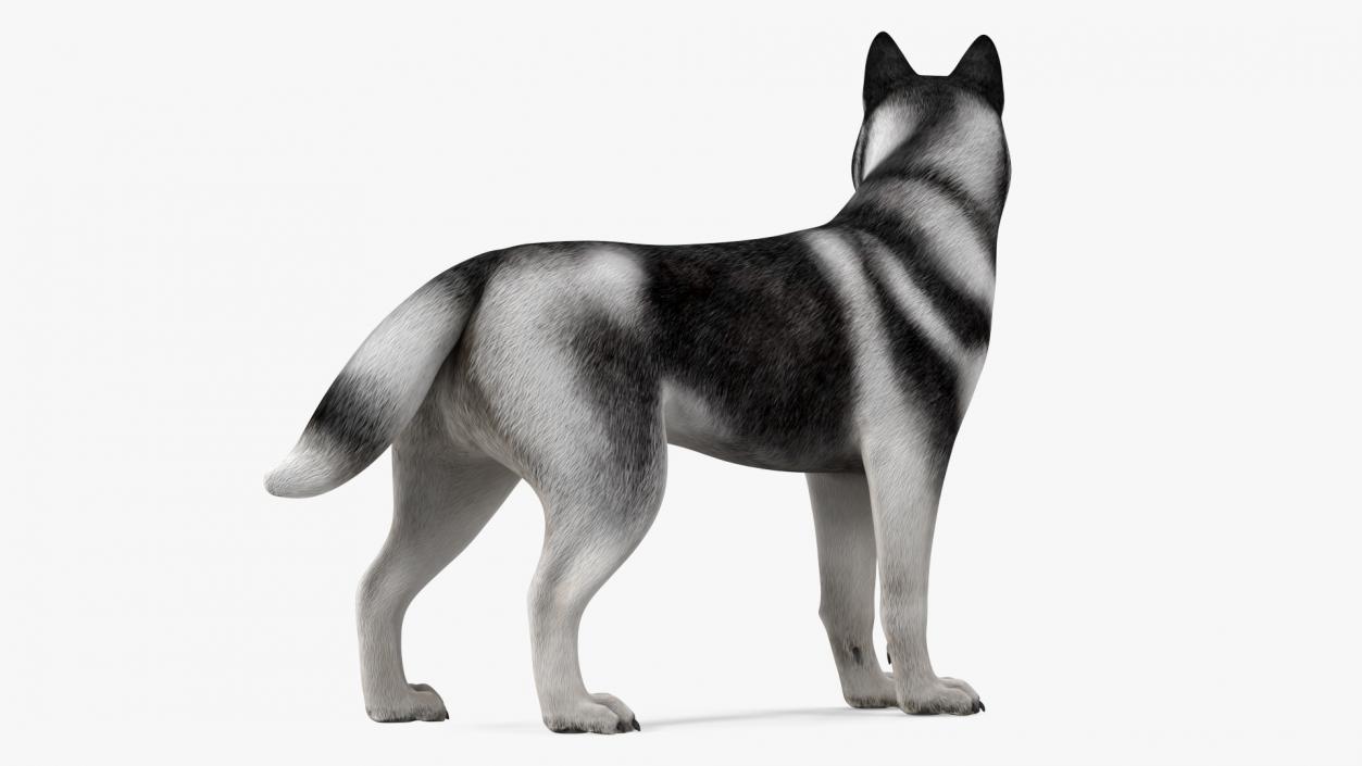 Siberian Husky Black Standing Pose 3D model