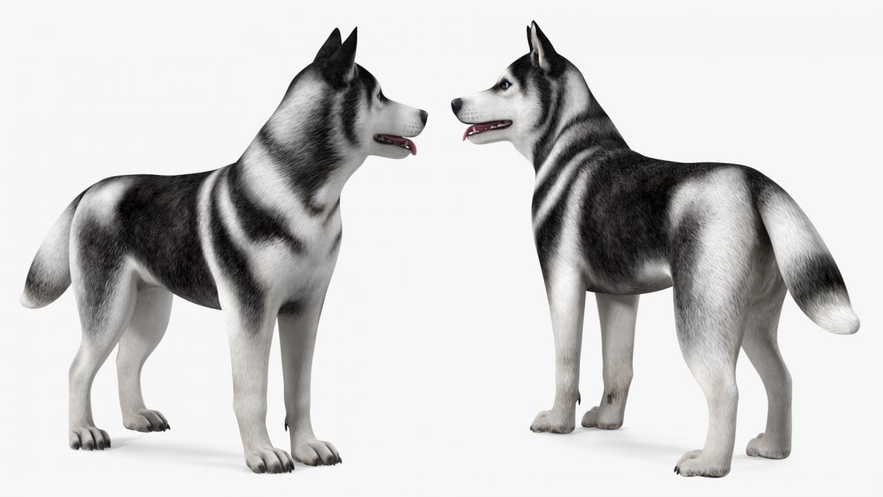 Siberian Husky Black Standing Pose 3D model