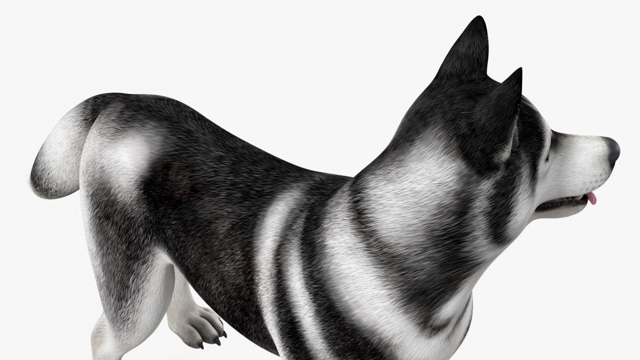 Siberian Husky Black Standing Pose 3D model