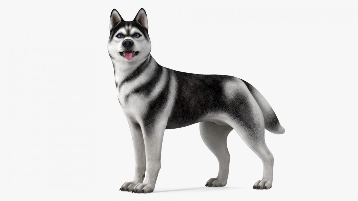 Siberian Husky Black Standing Pose 3D model