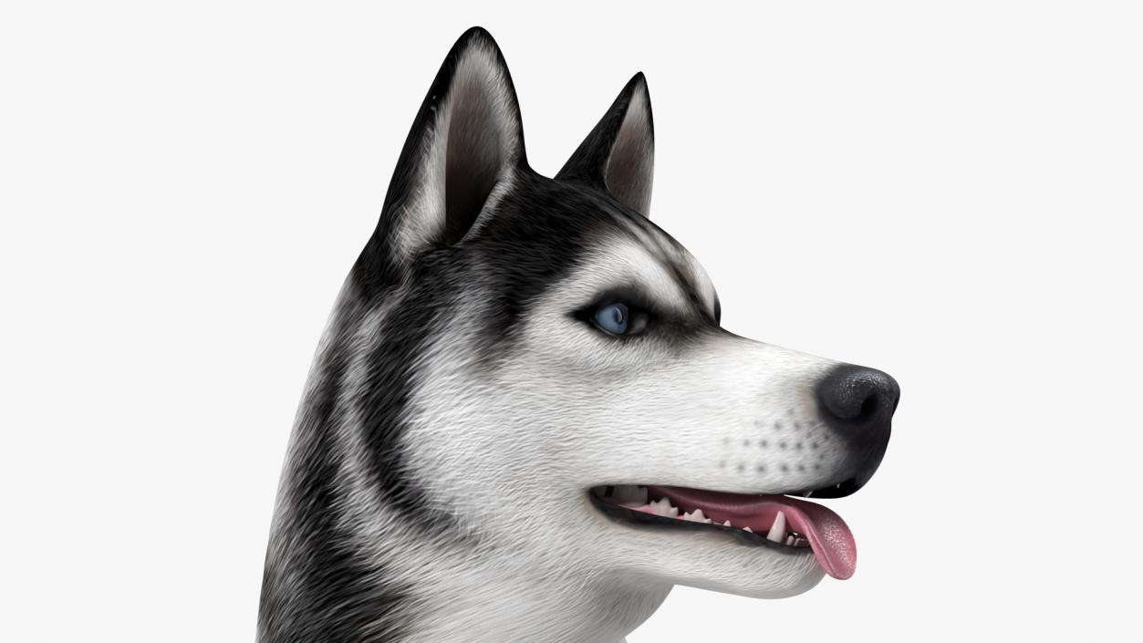 Siberian Husky Black Standing Pose 3D model