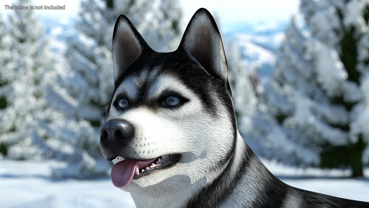 Siberian Husky Black Standing Pose 3D model