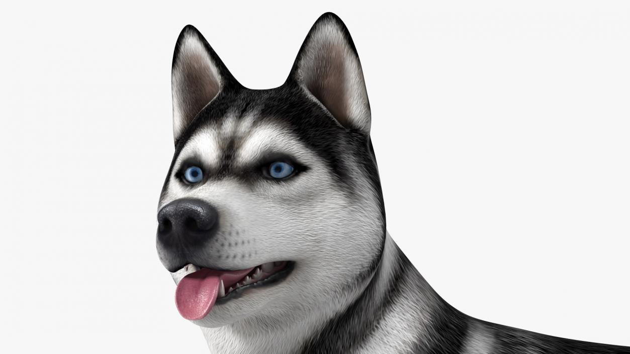 Siberian Husky Black Standing Pose 3D model