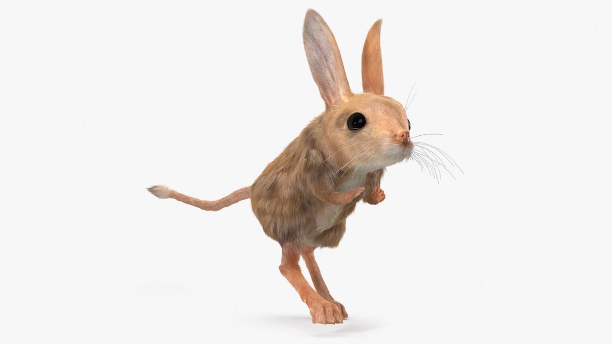 Desert Jerboa Fur 3D