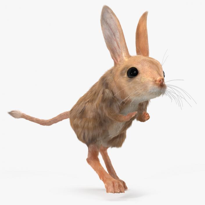 Desert Jerboa Fur 3D