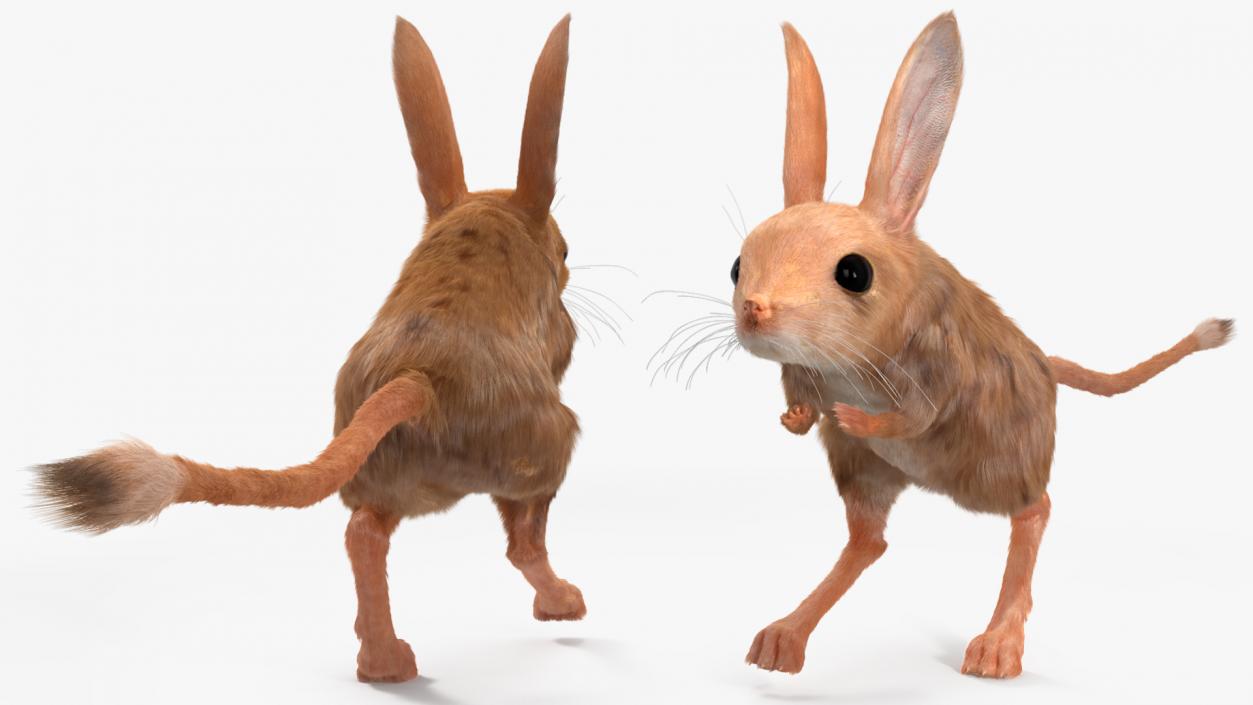 Desert Jerboa Fur 3D