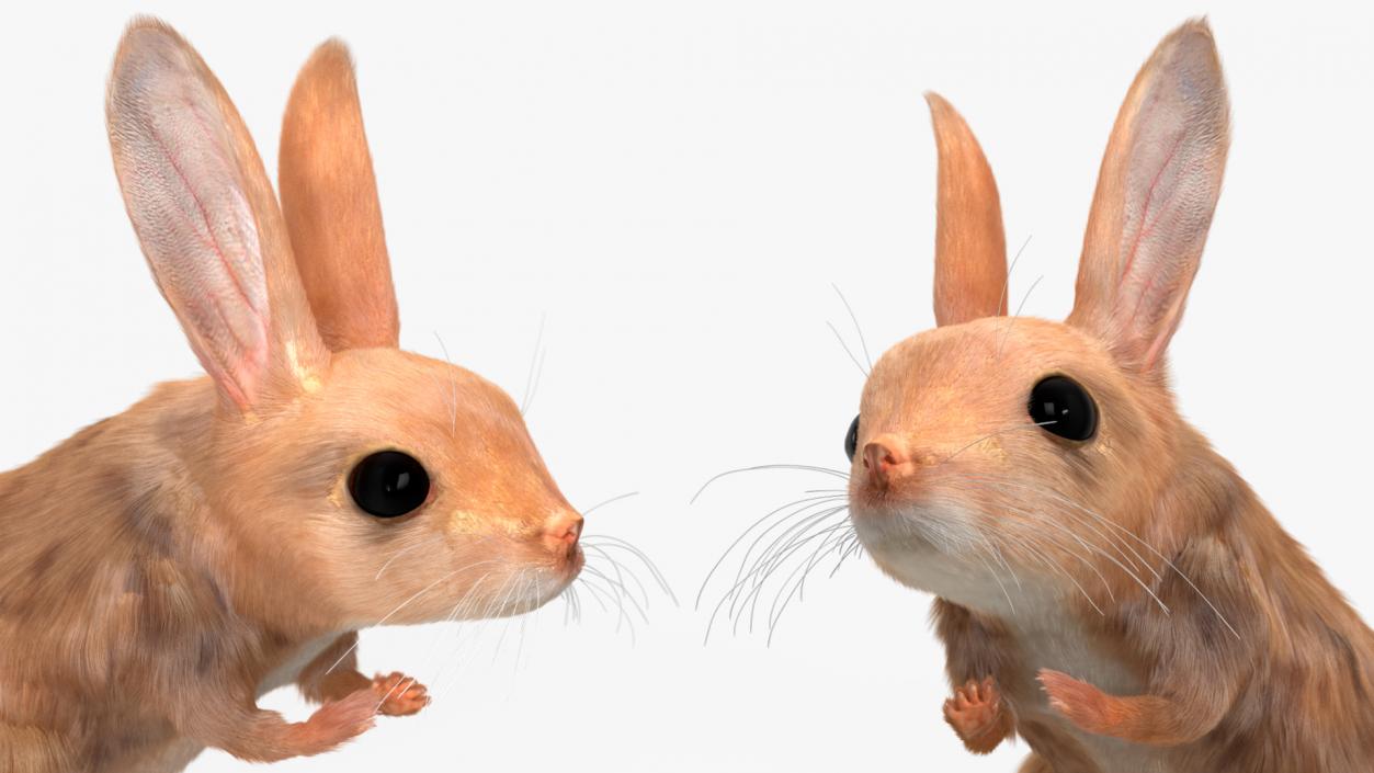 Desert Jerboa Fur 3D