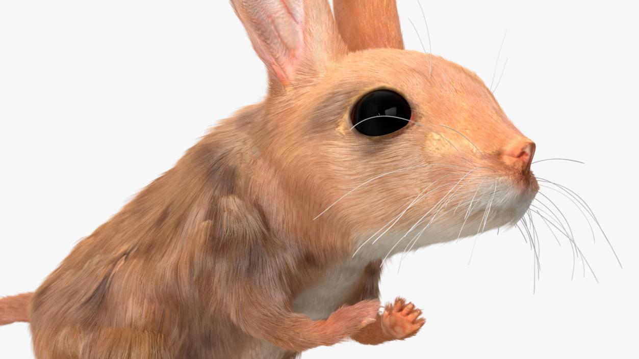 Desert Jerboa Fur 3D