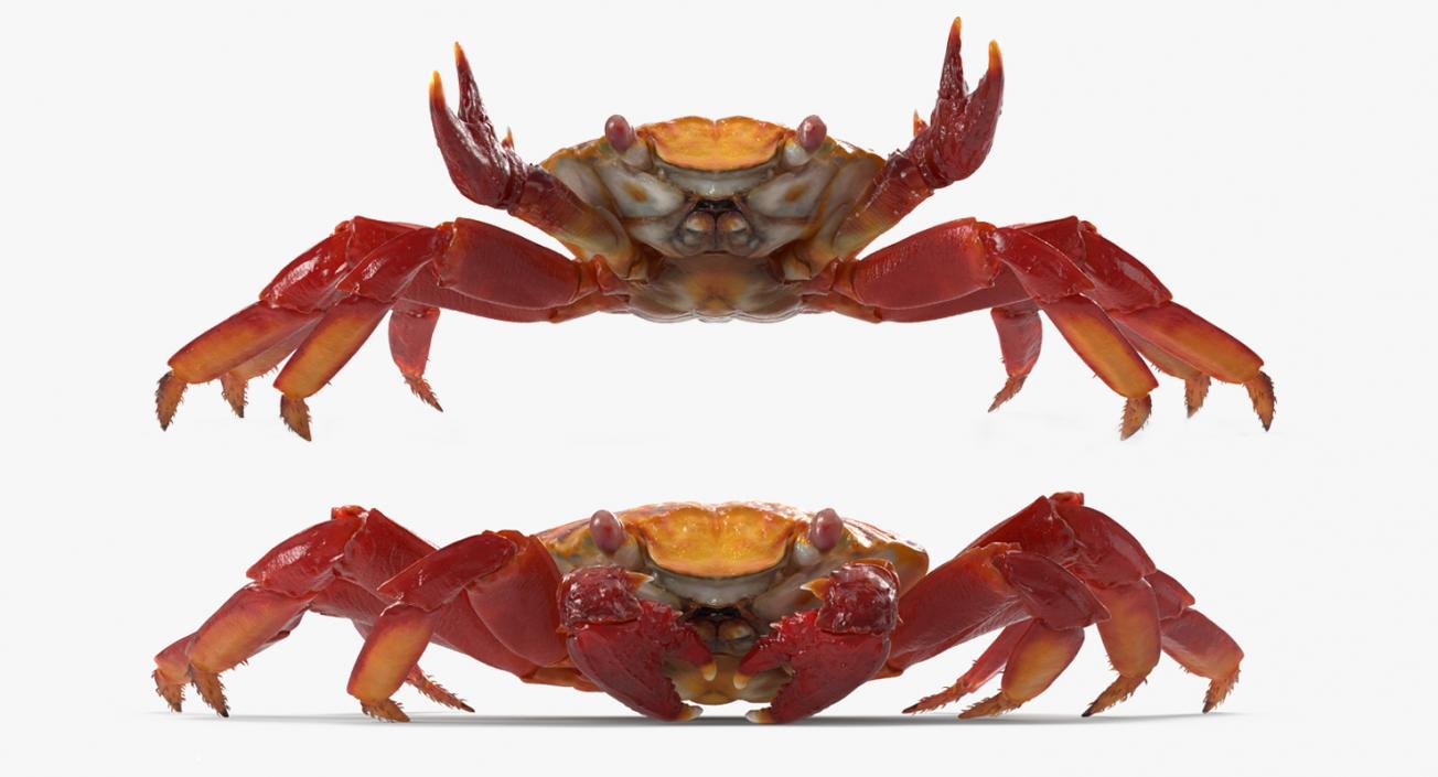 3D model Red Rock Crab Rigged