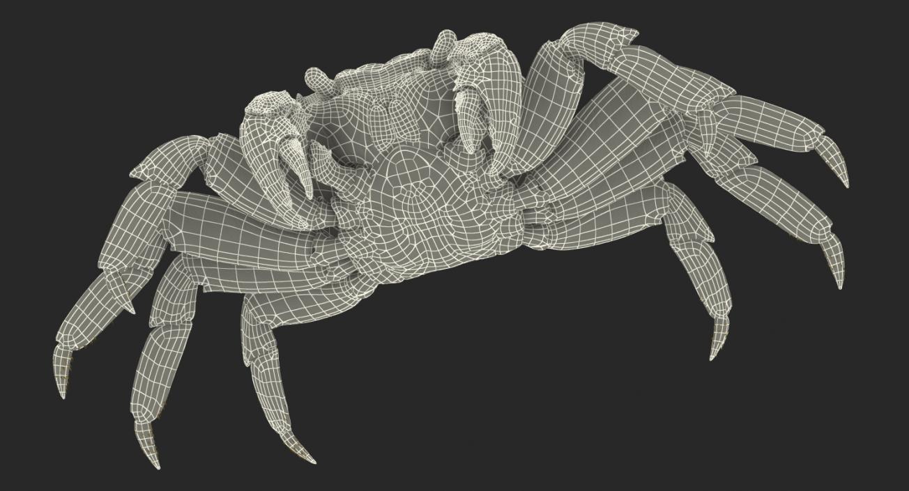 3D model Red Rock Crab Rigged