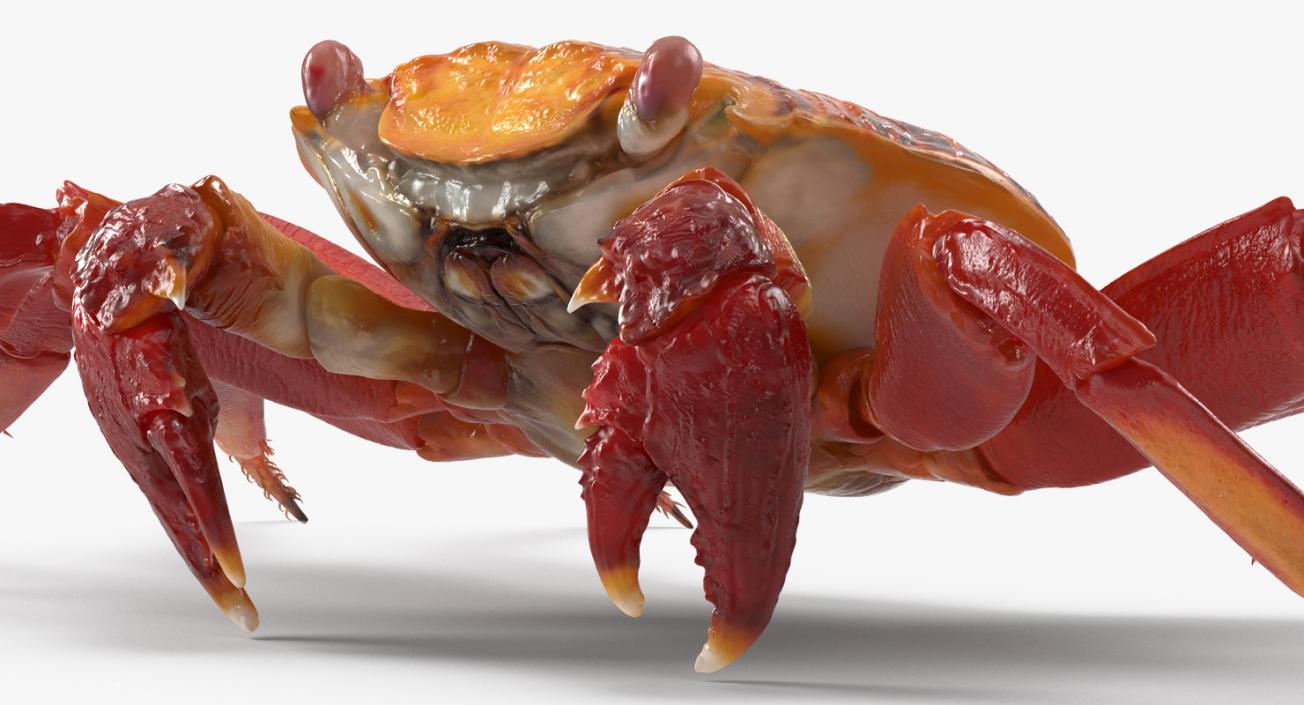 3D model Red Rock Crab Rigged