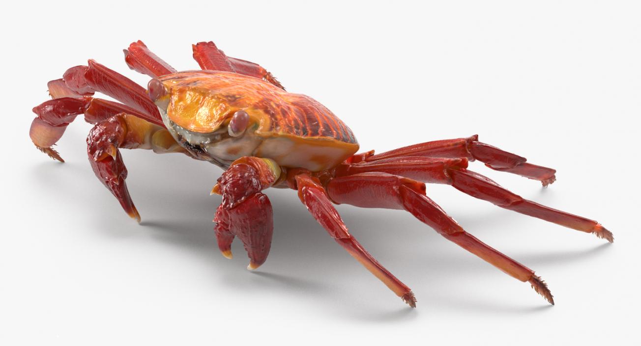 3D model Red Rock Crab Rigged