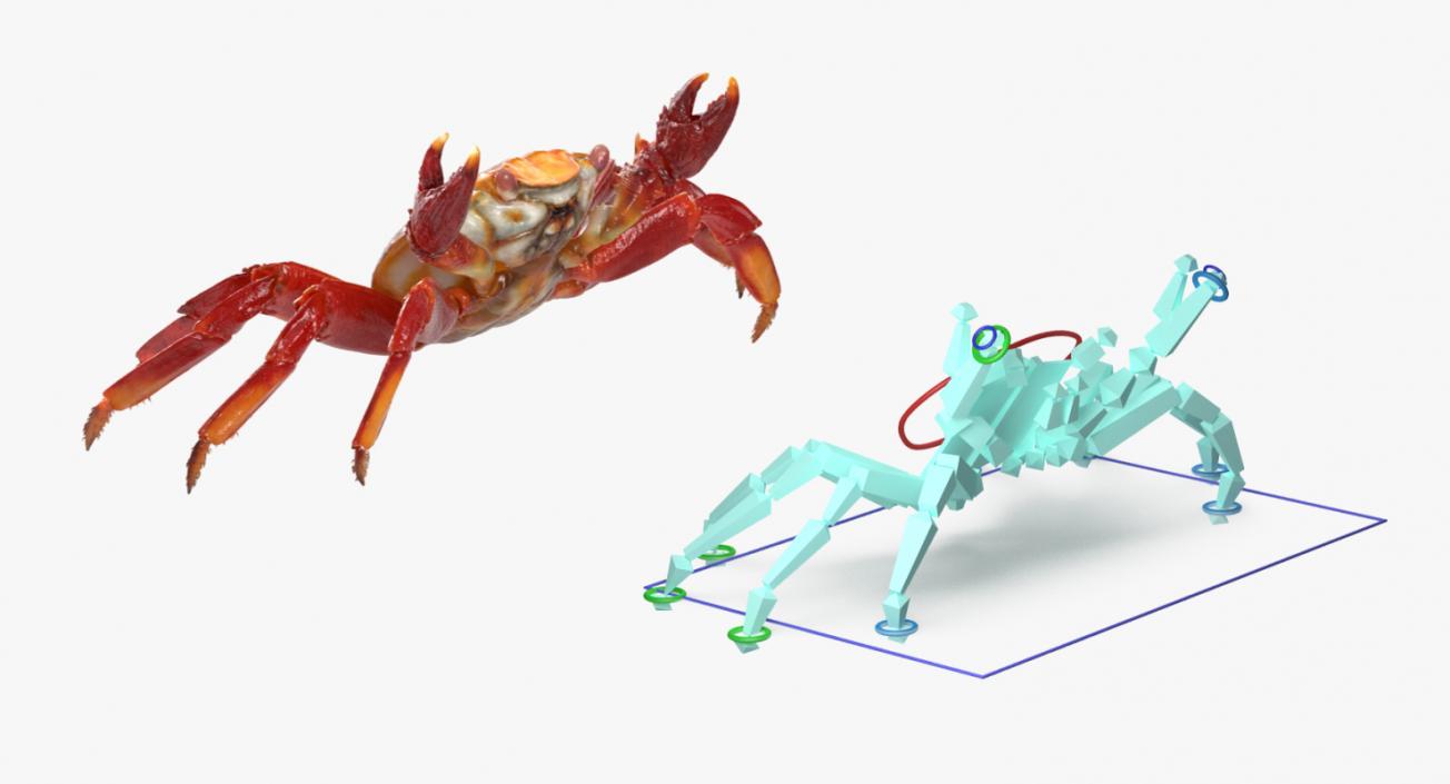 3D model Red Rock Crab Rigged