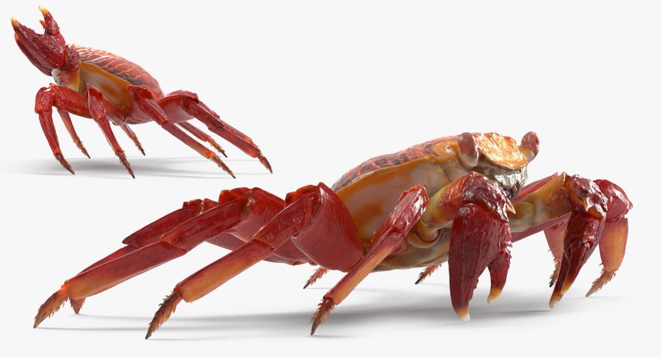 3D model Red Rock Crab Rigged