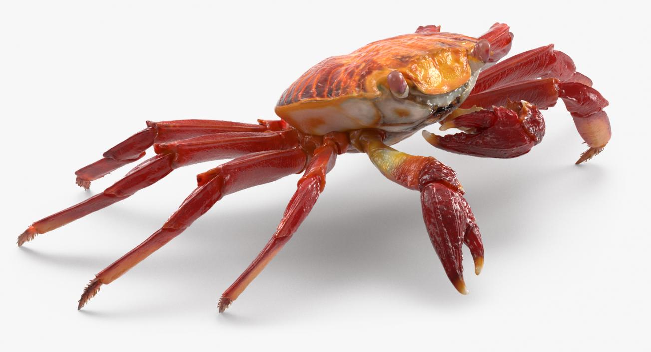 3D model Red Rock Crab Rigged