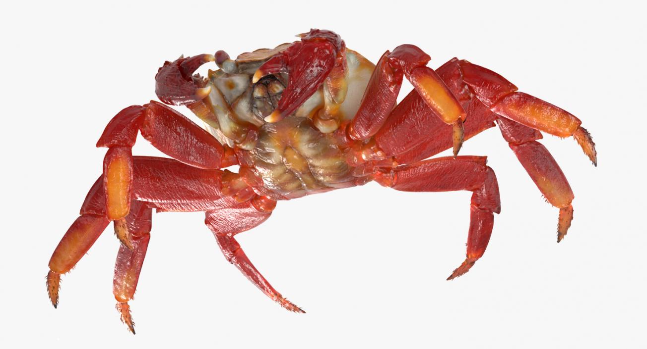 3D model Red Rock Crab Rigged