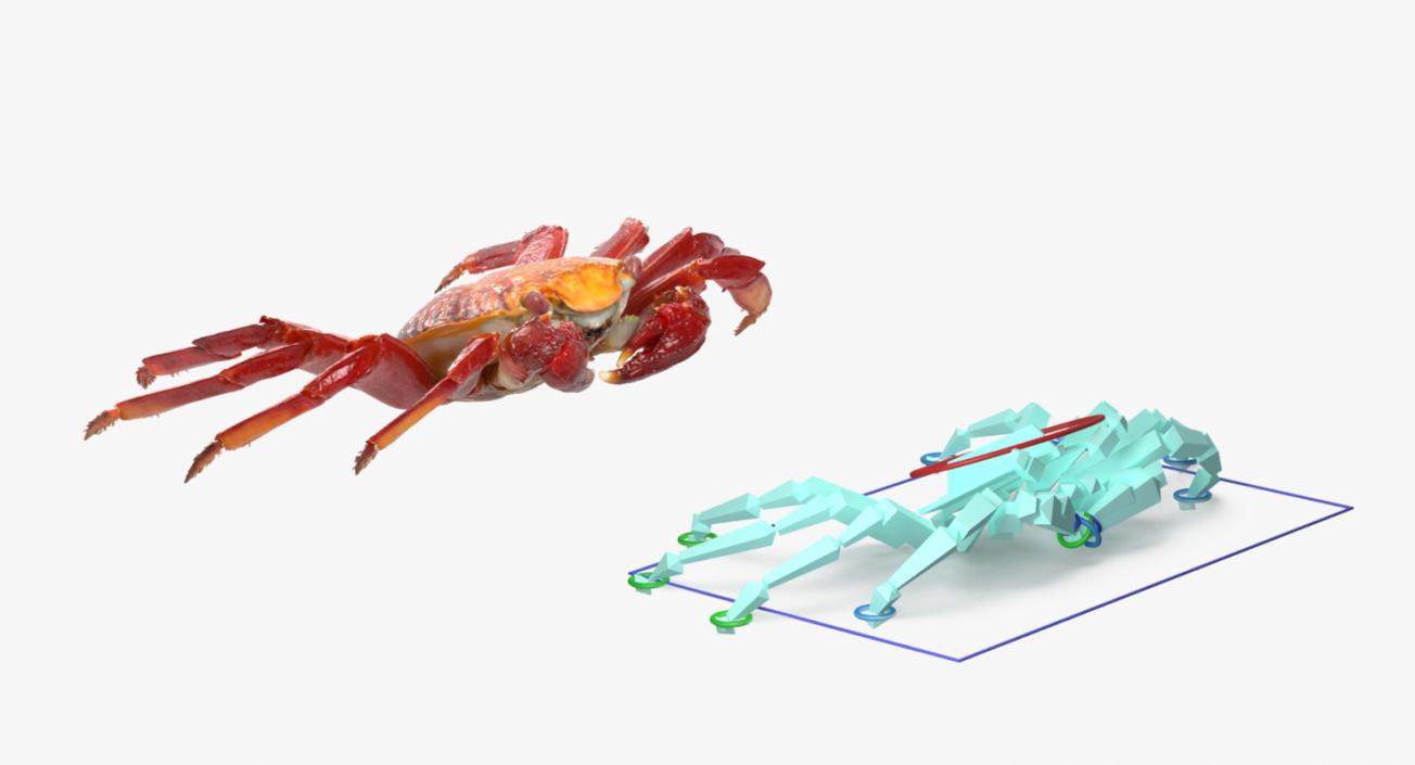 3D model Red Rock Crab Rigged