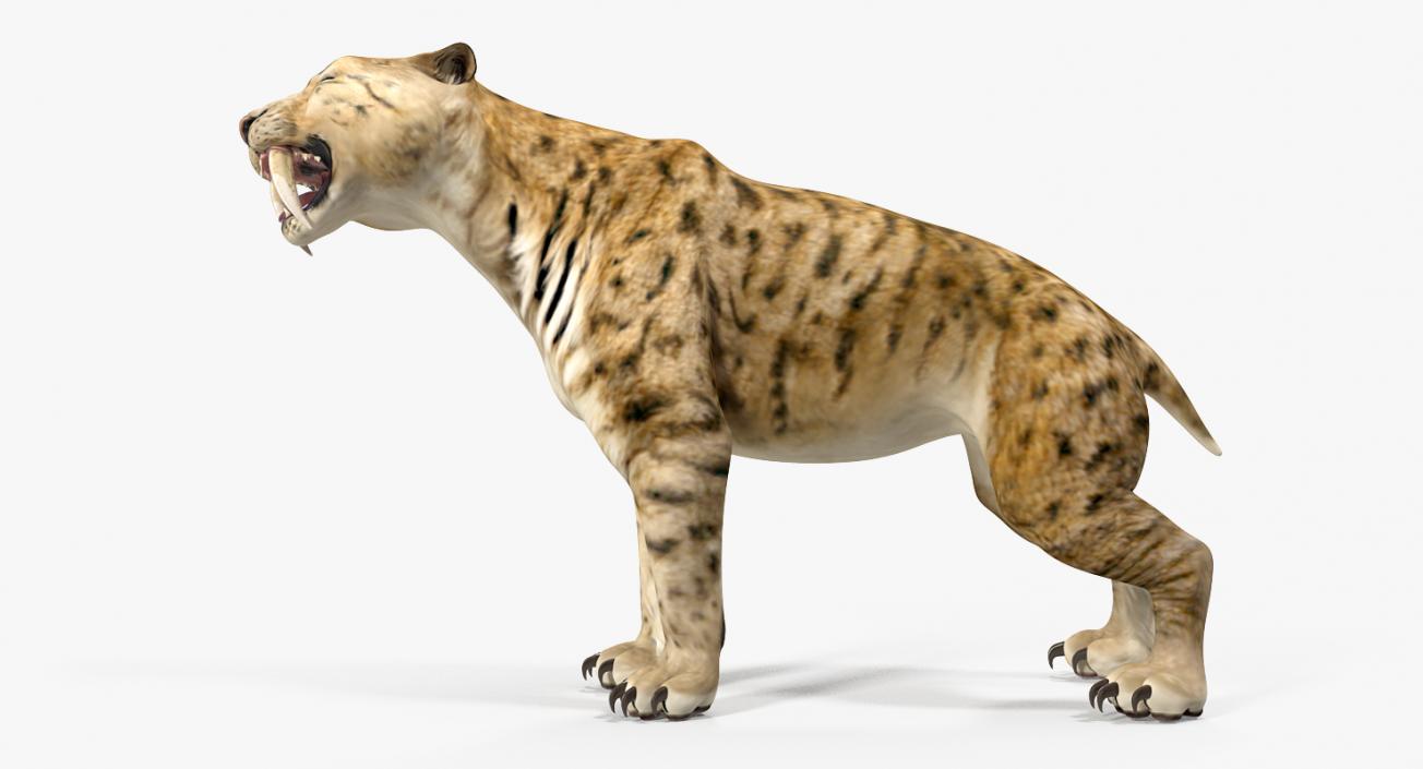 Saber Tooth Tiger Growls Pose 3D model