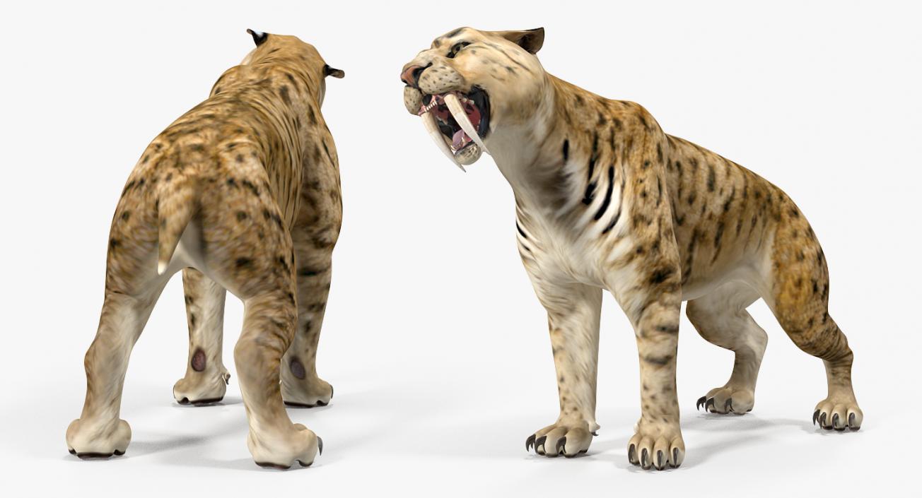 Saber Tooth Tiger Growls Pose 3D model