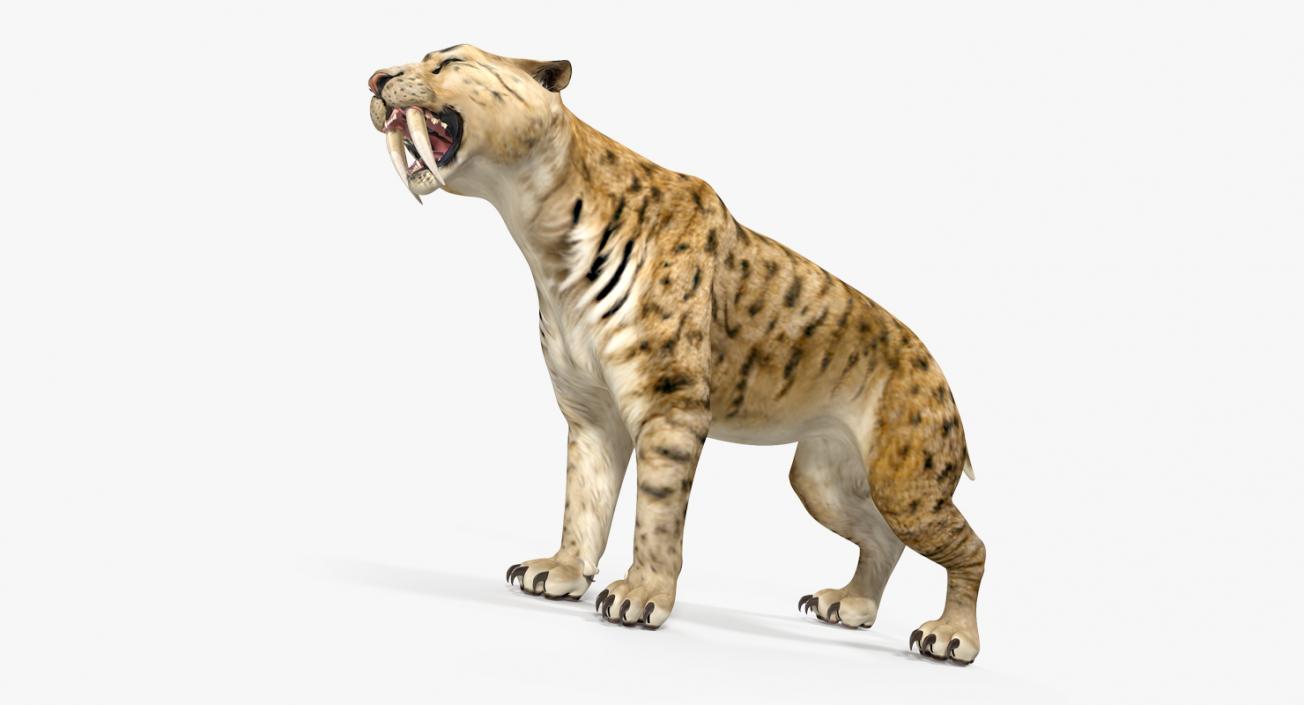 Saber Tooth Tiger Growls Pose 3D model