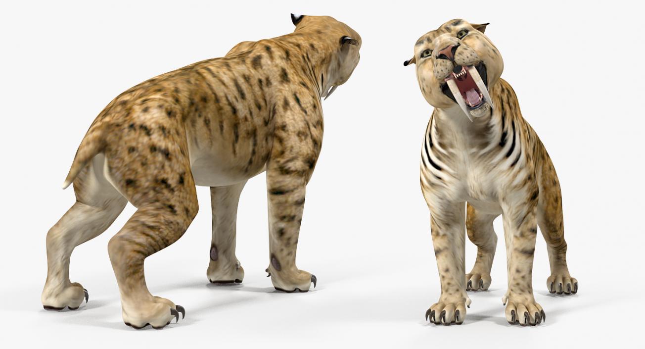 Saber Tooth Tiger Growls Pose 3D model