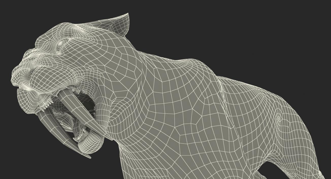 Saber Tooth Tiger Growls Pose 3D model