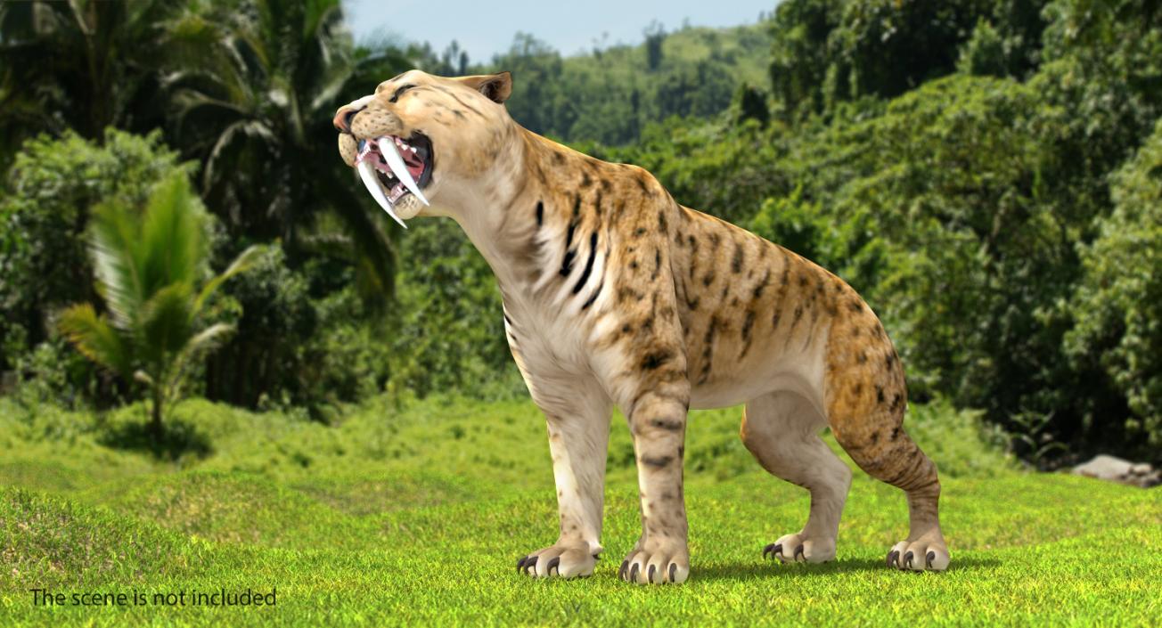 Saber Tooth Tiger Growls Pose 3D model