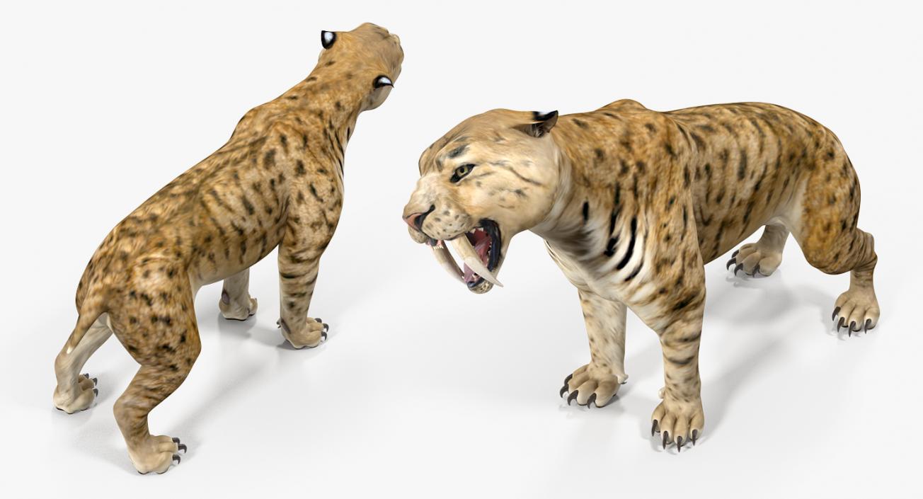 Saber Tooth Tiger Growls Pose 3D model