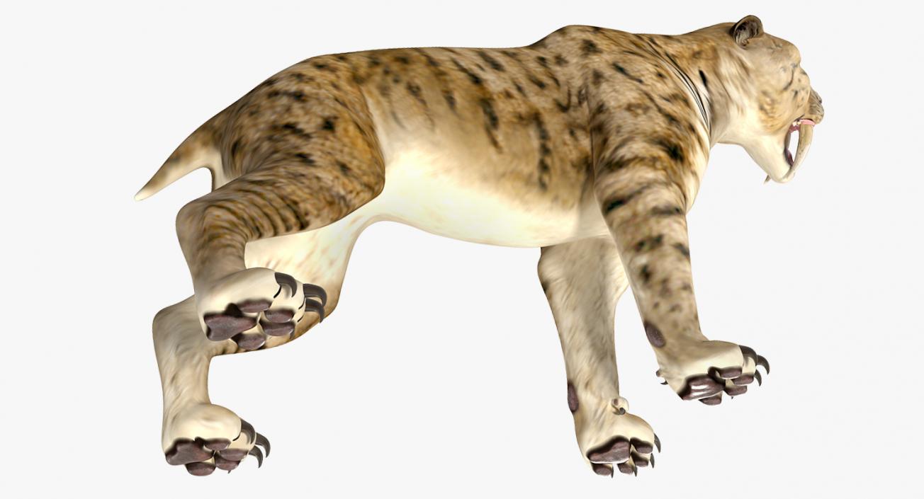 Saber Tooth Tiger Growls Pose 3D model