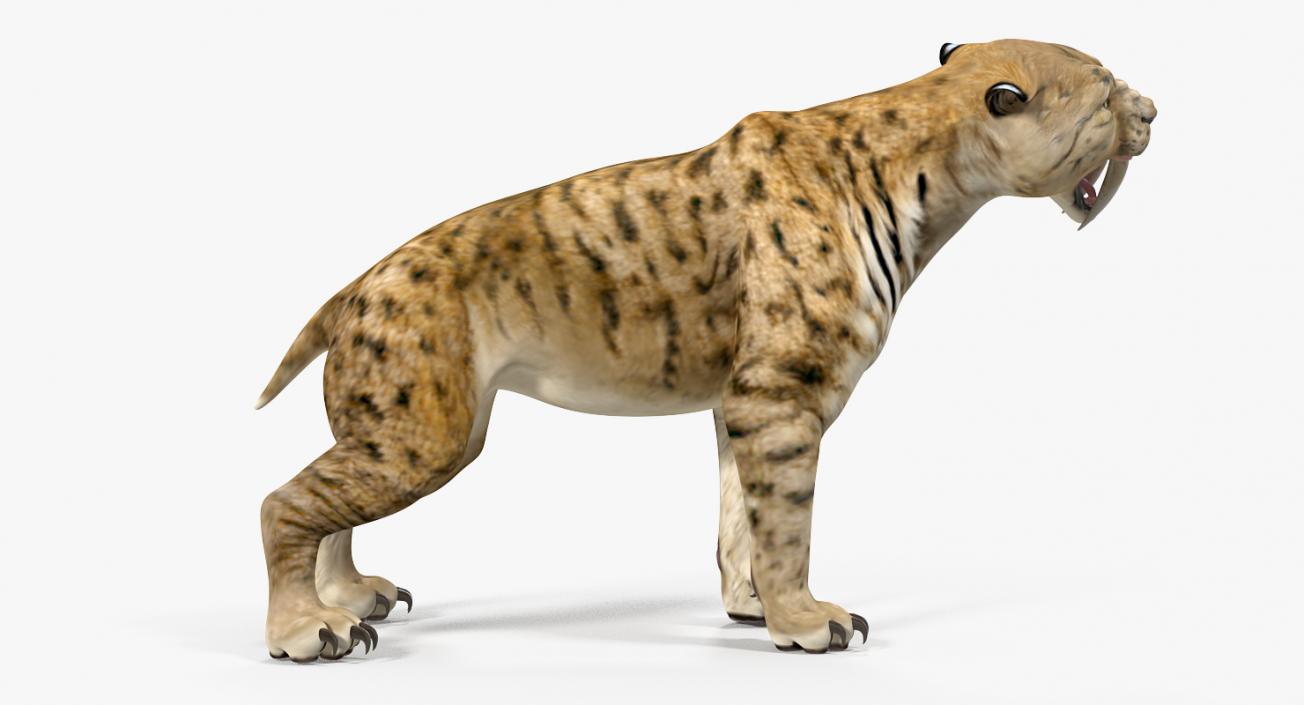 Saber Tooth Tiger Growls Pose 3D model