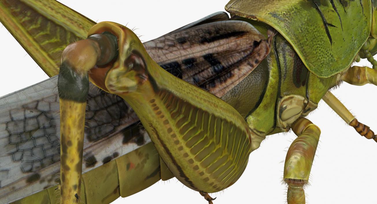 Grasshopper Eating Pose with Fur 3D