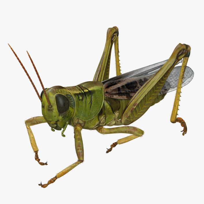 Grasshopper Eating Pose with Fur 3D