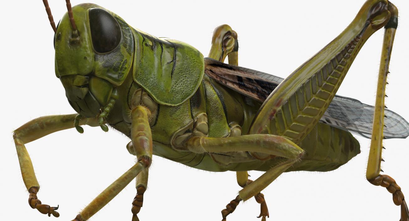 Grasshopper Eating Pose with Fur 3D