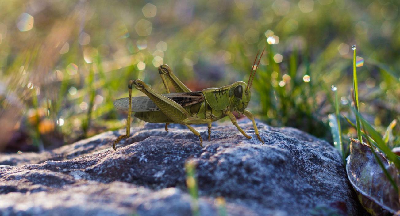 Grasshopper Eating Pose with Fur 3D