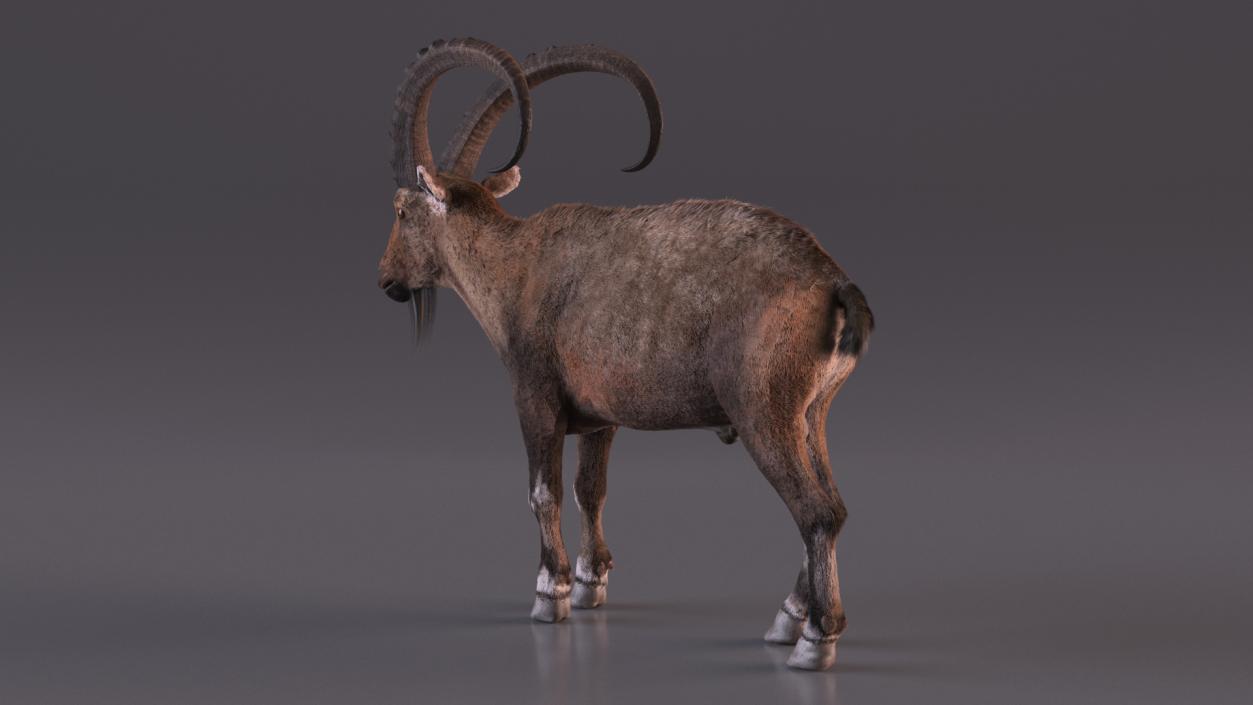 3D Alpine Ibex Stand Pose Fur 2 model