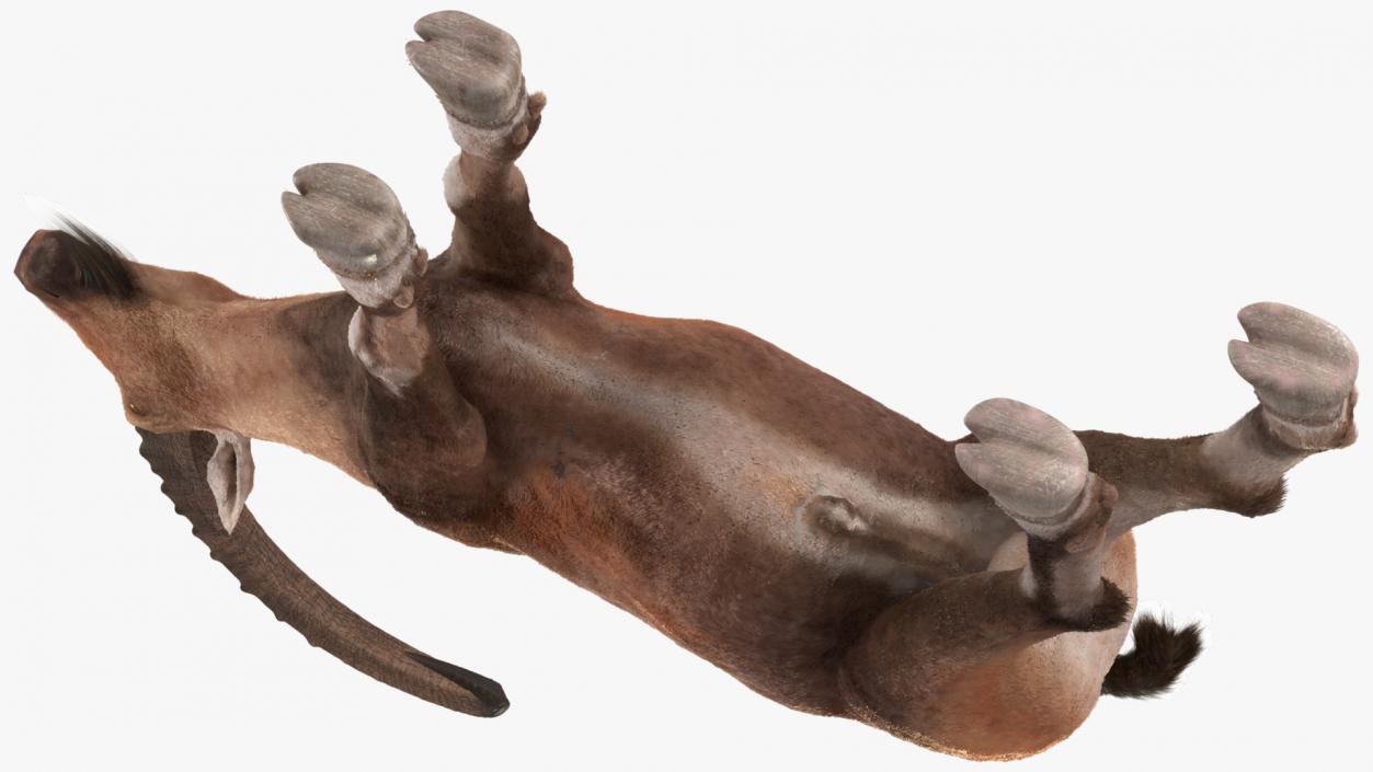 3D Alpine Ibex Stand Pose Fur 2 model