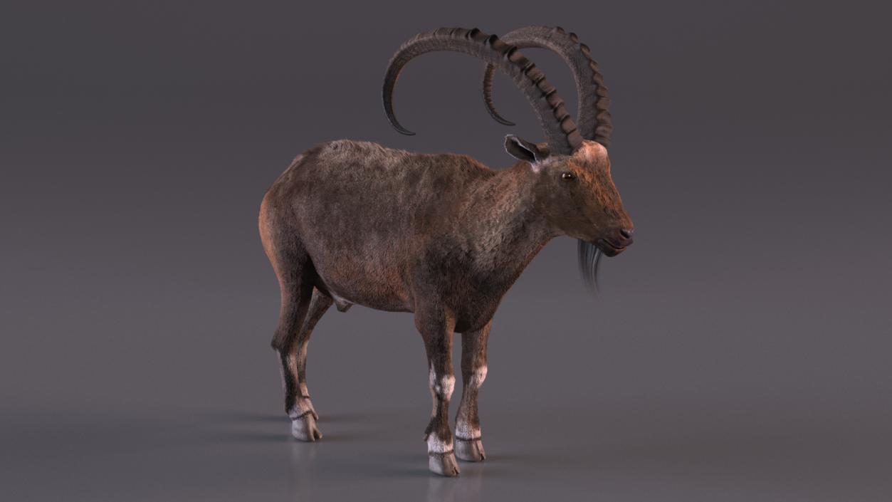 3D Alpine Ibex Stand Pose Fur 2 model