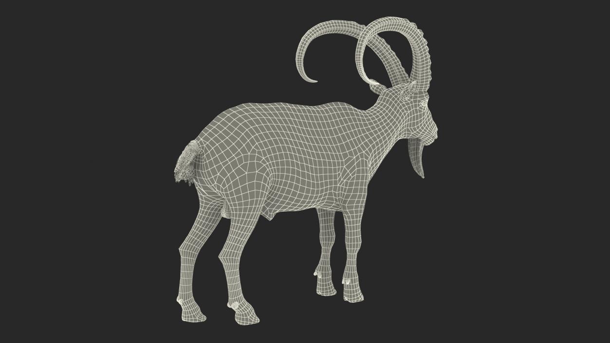 3D Alpine Ibex Stand Pose Fur 2 model