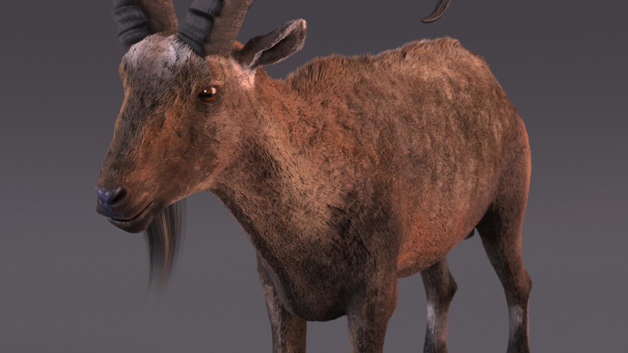 3D Alpine Ibex Stand Pose Fur 2 model